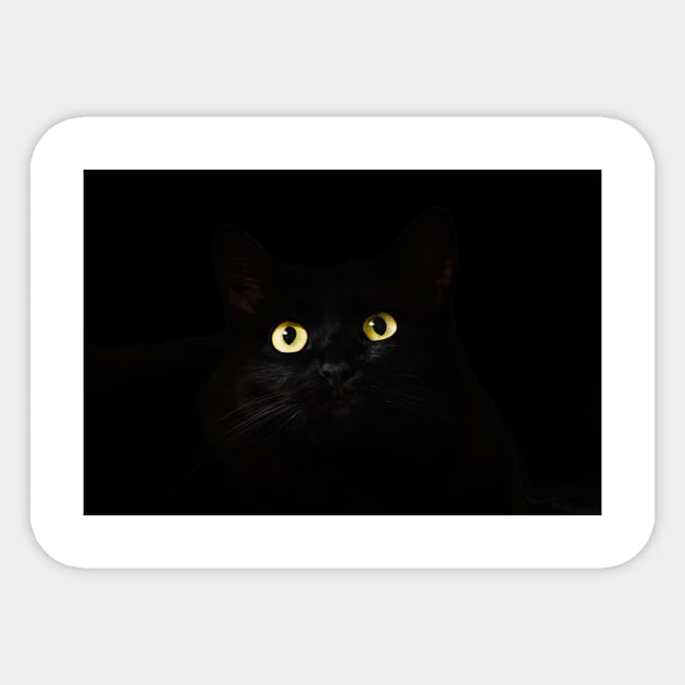 Black Cat in Darkness Sticker by kawaii_shop